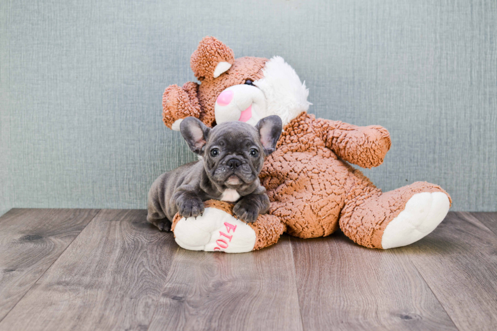 Best French Bulldog Baby