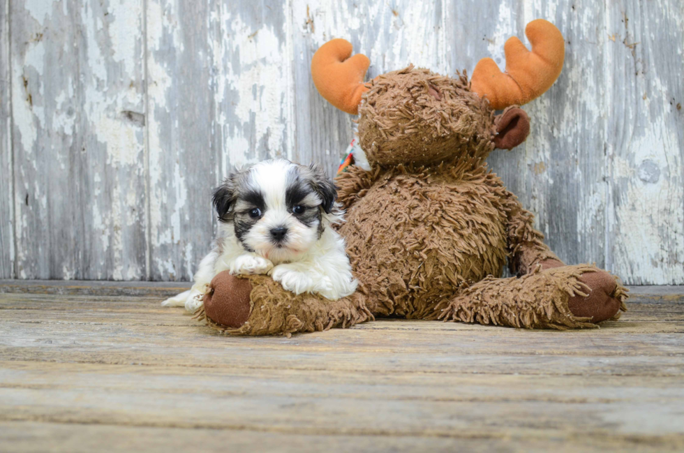 Popular Teddy Bear Designer Pup