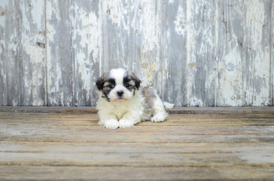 Popular Teddy Bear Designer Pup