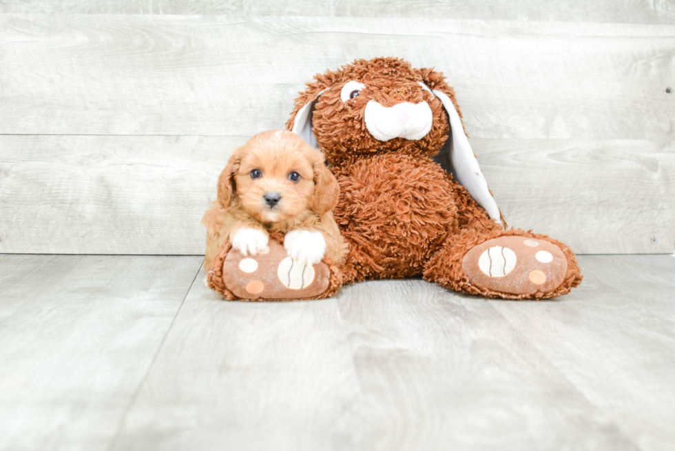 Little Cavoodle Poodle Mix Puppy