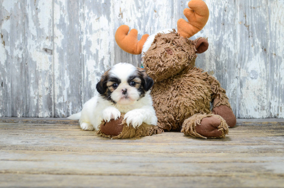 Teddy Bear Puppy for Adoption