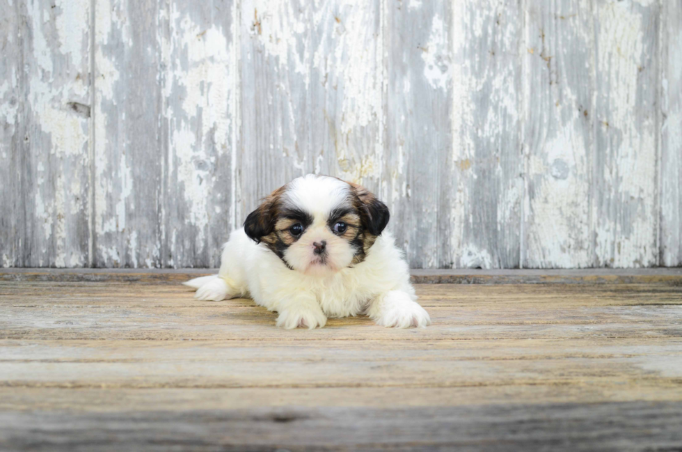 Teddy Bear Pup Being Cute