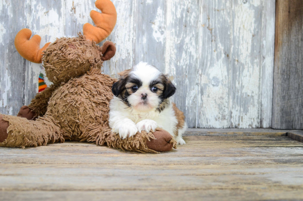 Small Teddy Bear Baby