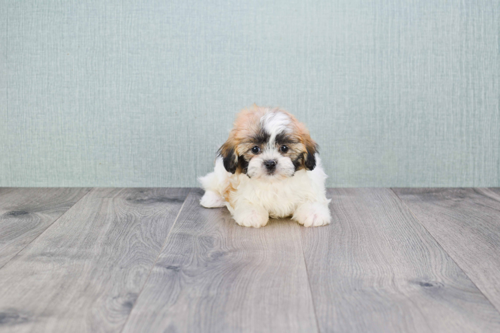 Teddy Bear Pup Being Cute