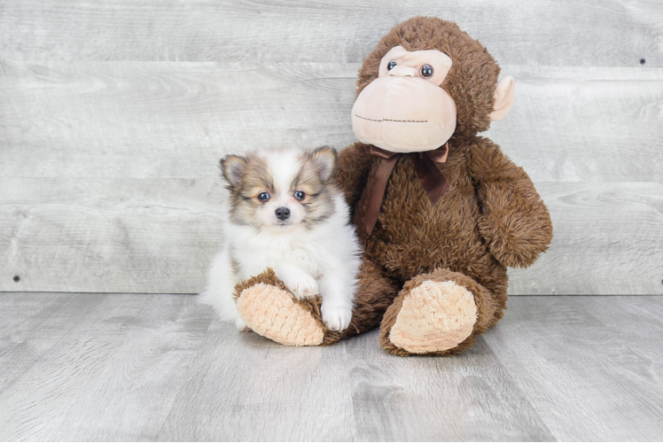 Adorable Pomeranian Purebred Puppy