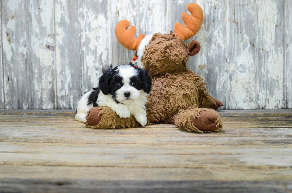 Teddy Bear Puppy for Adoption