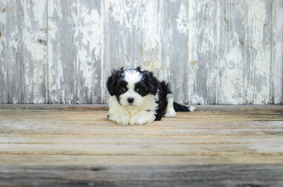 Teddy Bear Puppy for Adoption