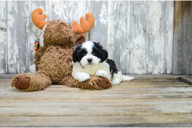 Teddy Bear Pup Being Cute