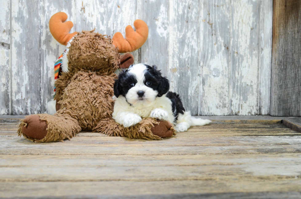 Teddy Bear Pup Being Cute