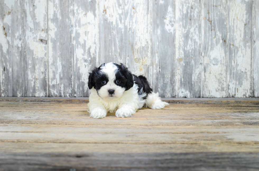 Teddy Bear Pup Being Cute