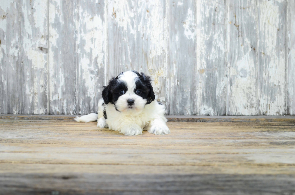 Teddy Bear Pup Being Cute