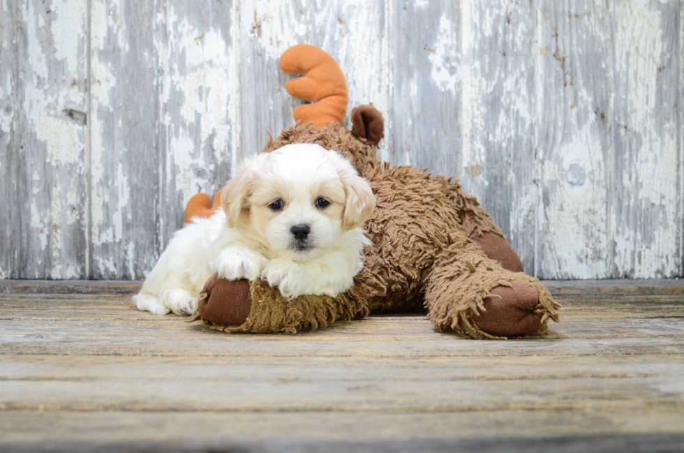 Hypoallergenic Shitzu Designer Puppy