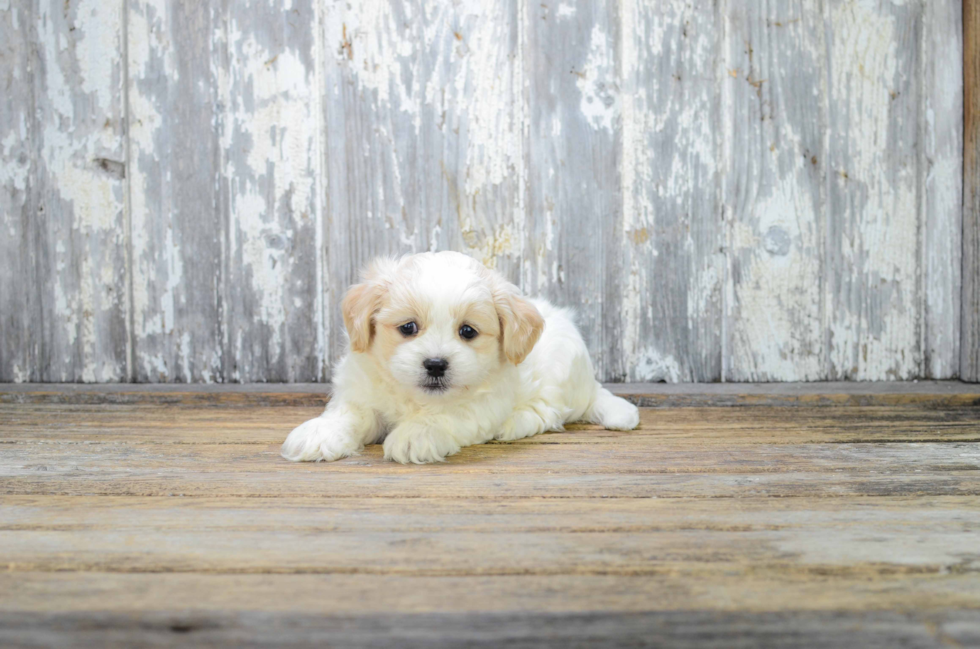 Friendly Teddy Bear Baby