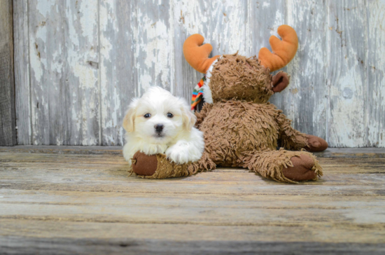 Teddy Bear Puppy for Adoption