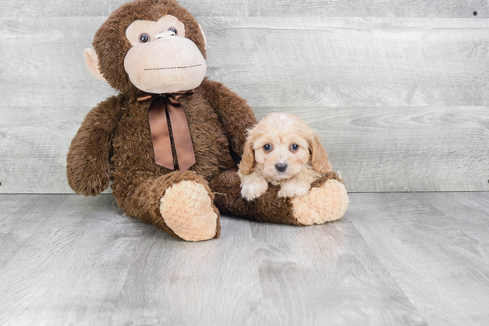 Best Cavachon Baby