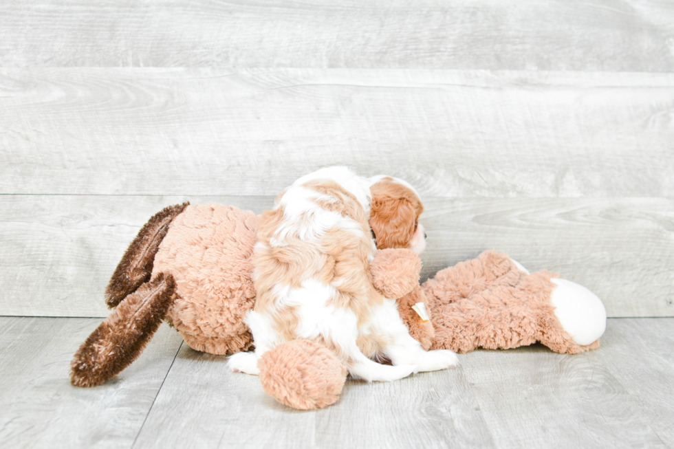 Cavalier King Charles Spaniel Pup Being Cute