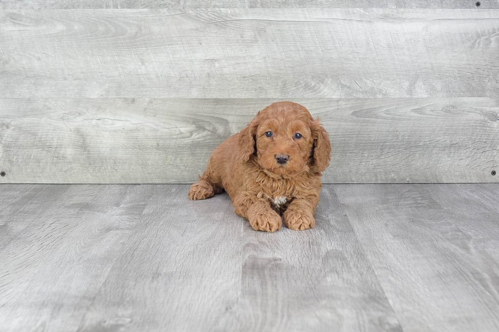 Best Mini Goldendoodle Baby