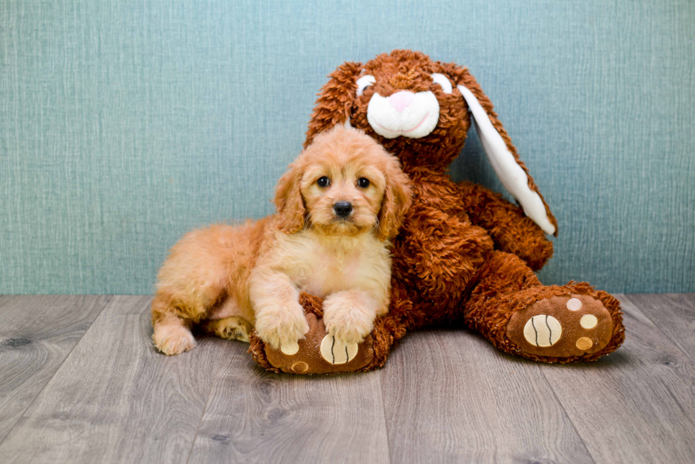 Mini Goldendoodle Pup Being Cute