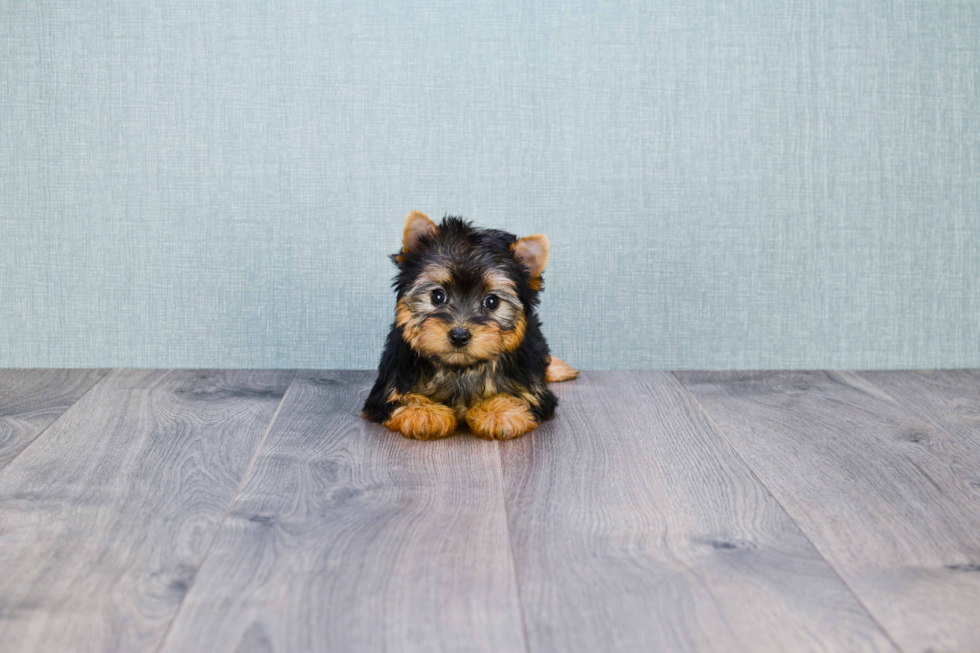 Meet Tinkerbell - our Yorkshire Terrier Puppy Photo 