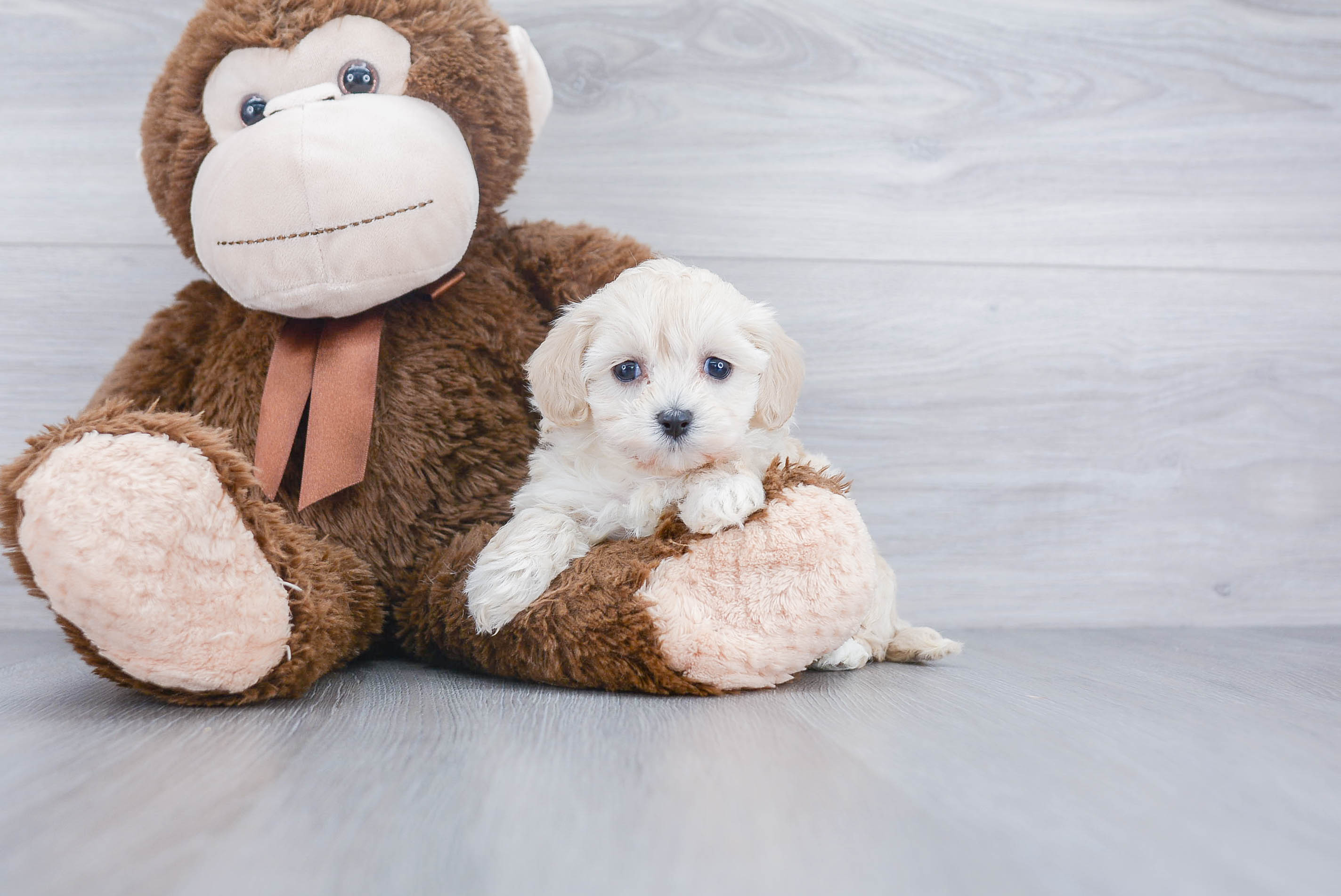 Best Maltipoo Baby