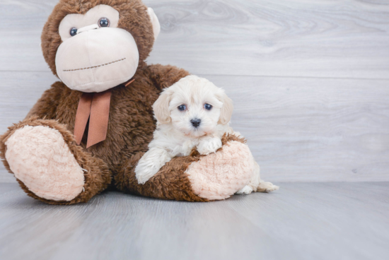 Best Maltipoo Baby