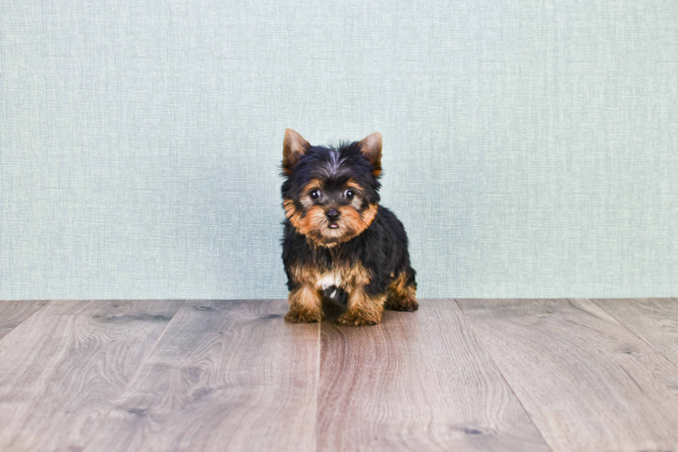 Meet Ronaldo - our Yorkshire Terrier Puppy Photo 