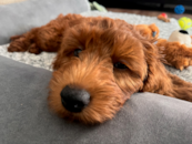 Adorable Golden Retriever Poodle Mix Pup