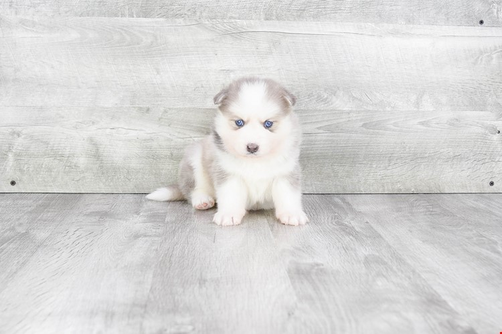 Small Pomsky Baby