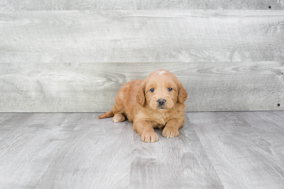 Mini Goldendoodle Puppy for Adoption