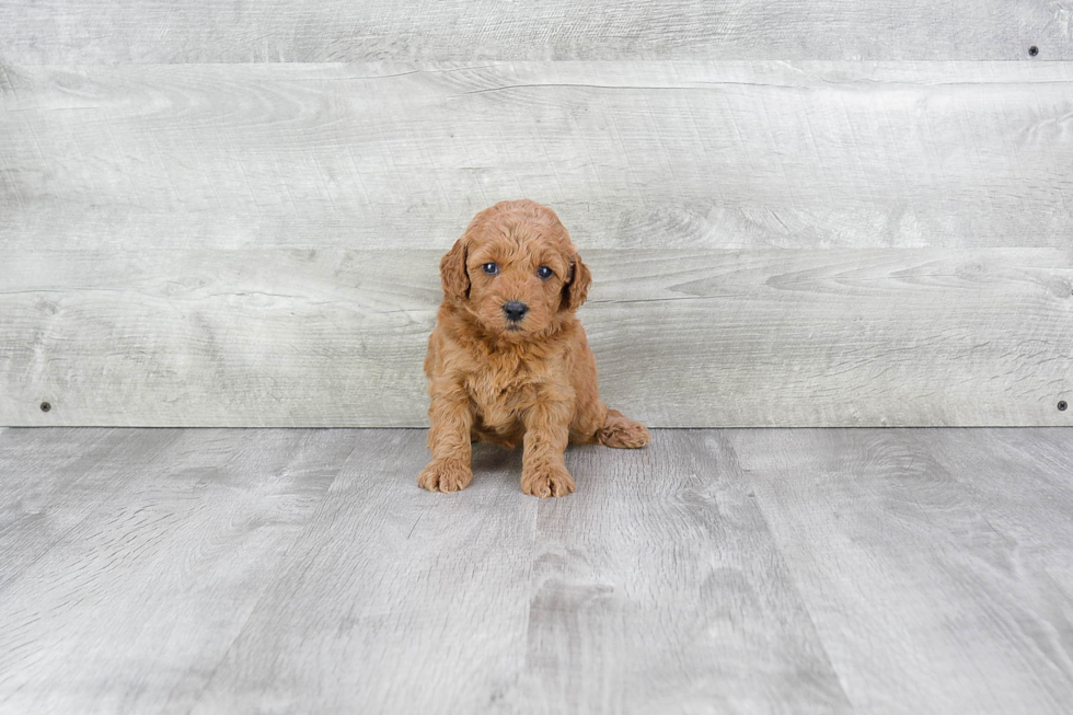 Mini Goldendoodle Puppy for Adoption