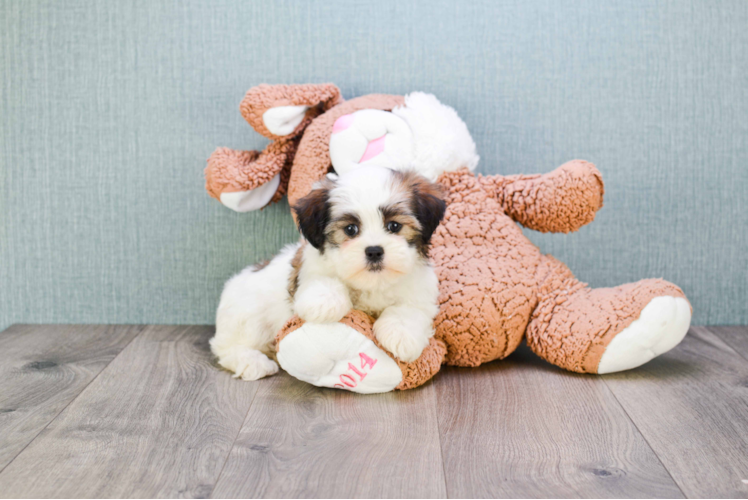 Teddy Bear Pup Being Cute