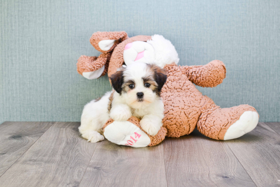 Teddy Bear Pup Being Cute