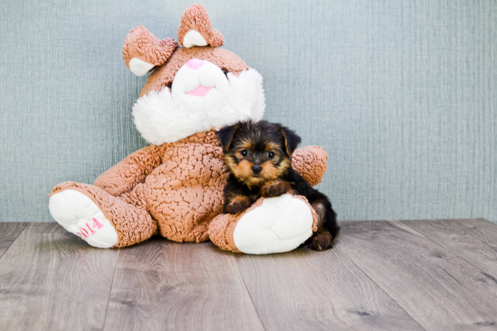 Meet Isabella - our Yorkshire Terrier Puppy Photo 