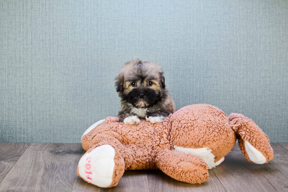 Small Havanese Purebred Pup