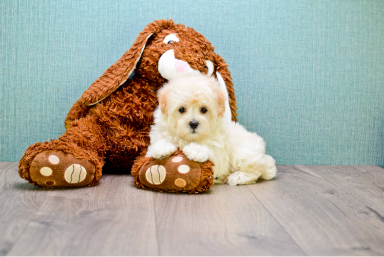 Adorable Maltepoo Poodle Mix Puppy