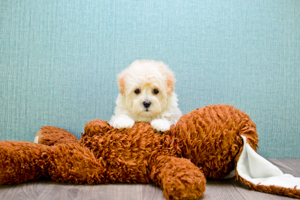 Maltipoo Puppy for Adoption