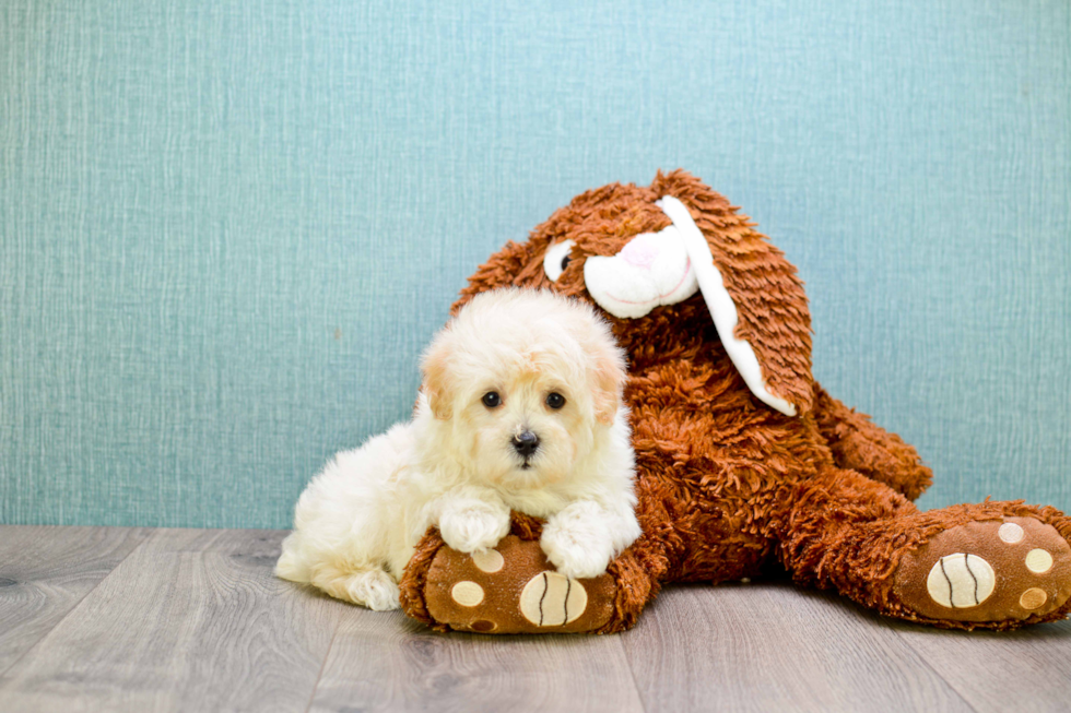 Petite Maltipoo Poodle Mix Pup