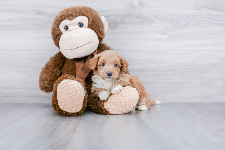 Mini Goldendoodle Pup Being Cute