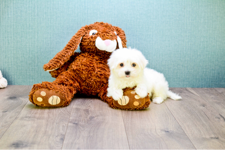 Little Maltese Baby