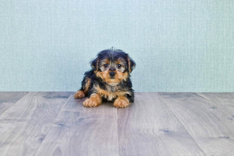 Meet Roscoe - our Yorkshire Terrier Puppy Photo 