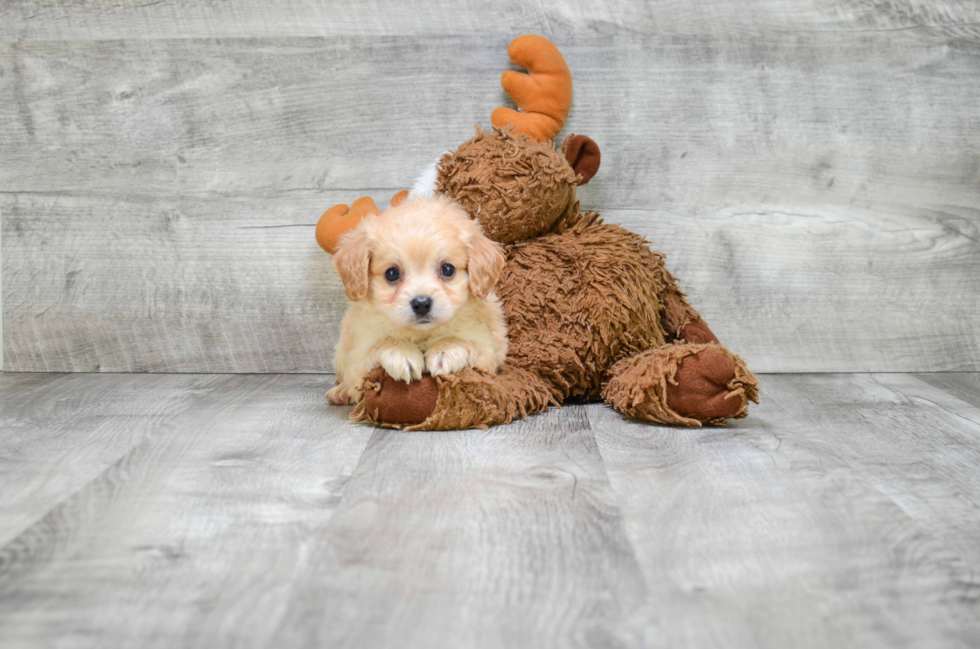 Adorable Cavalier Designer Puppy