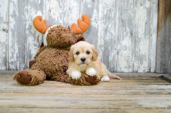 Playful Cavoodle Poodle Mix Puppy