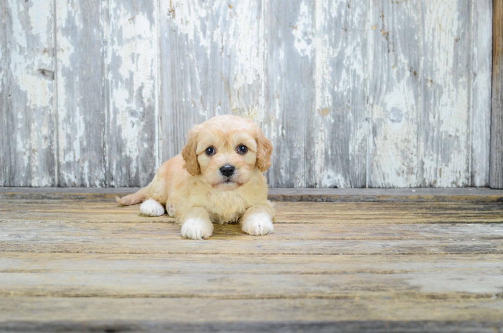 Funny Cavapoo Poodle Mix Pup