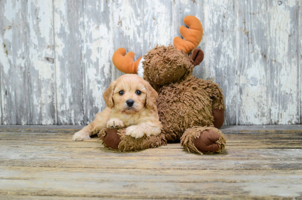 Happy Cavapoo Baby