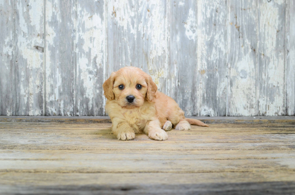 Best Cavapoo Baby