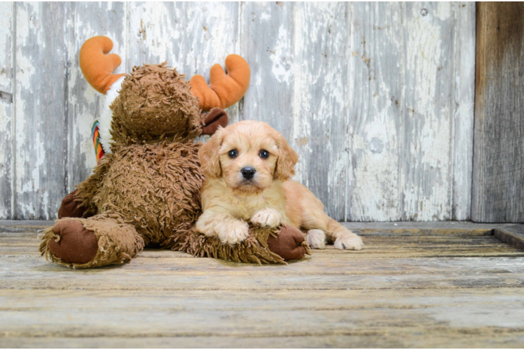 Small Cavapoo Baby