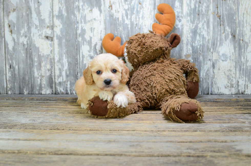 Best Cavapoo Baby