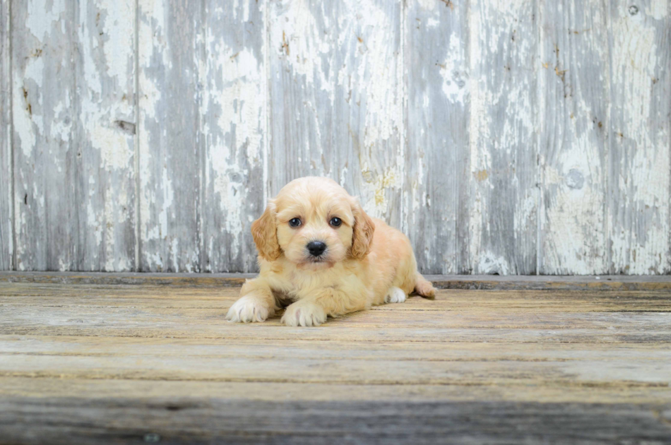 Smart Cavapoo Poodle Mix Pup