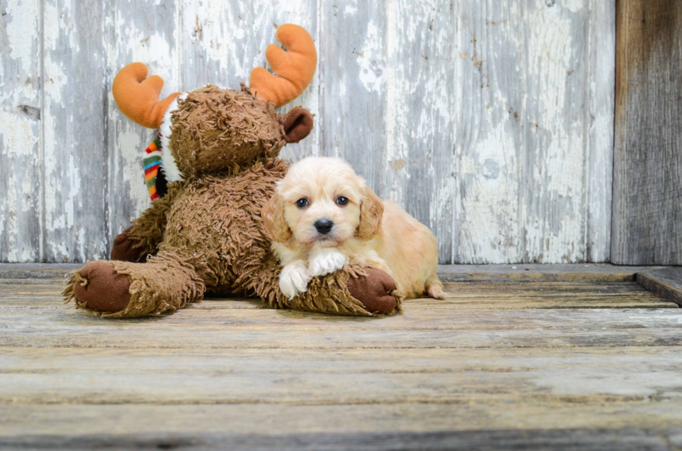 Friendly Cavapoo Baby