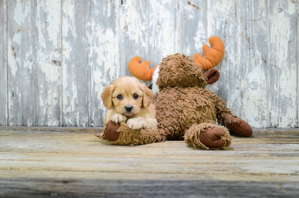 Cavapoo Puppy for Adoption